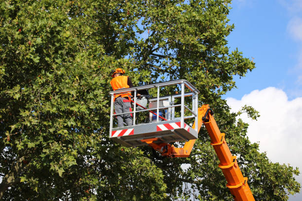 Trusted Carroll, IA Tree Removal and Landscaping Services Experts